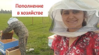 Расширяем хозяйство в деревне.