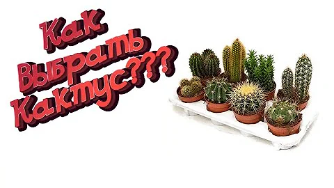 Как выбрать кактус? - Обзор кактусов прямо с магазина - Кактус Микс - Голландские Кактусы