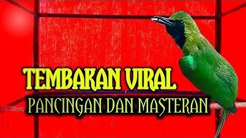 Ini Baru Masteran Cucak Ijo Mewah‼️Besetan & Roll Tembak Kasar Paling Dicari