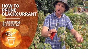 How to prune blackcurrants | Growing fruit and vegies | Gardening Australia