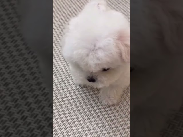 귀여운강아지 ???? #socute #cutedog  #귀여운동물영상