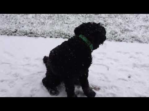 Foster Kerry Blue Terrier "Katie" playing in Surre...