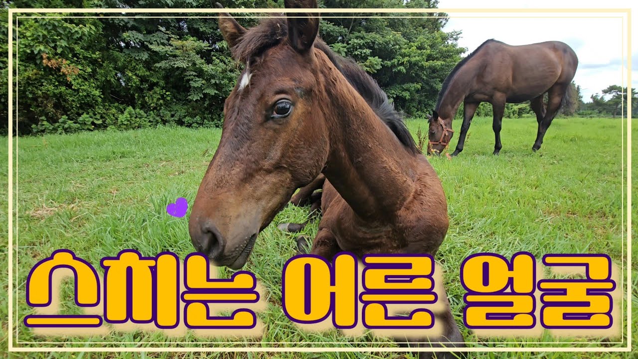 망아지의 성장💜 태어난지 7개월. 어른이 돼도 이 눈빛은 있을 것 같다