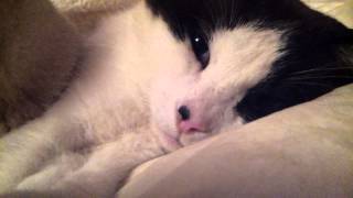 Most boring cats
