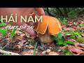Hái Nấm Rừng ASMR 🍄 | Săn Nấm Gan Bò Cực Phẩm Sau 30 Phút Lên Núi (Quá Đã Tai!) #háinấm #mushroom
