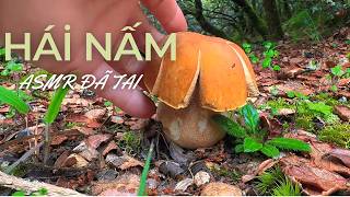 Hái Nấm Rừng Asmr Săn Nấm Gan Bò Cực Phẩm Sau 30 Phút Lên Núi Quá Đã Tai Áinấm
