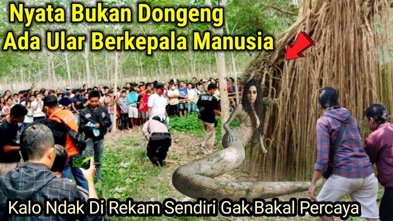 Viral Nyata !!Detik2 Warga Berhasil Kepung Ular Siluman Yang Sering Menampaki Warga