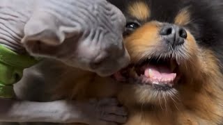 Fluffy Dog & Hairless Kitten Have a Play-date! 🐶🐱 by Ari-Gato Cats 96 views 1 month ago 1 minute, 1 second