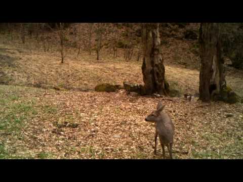 შველი ბორჯომ-ხარაგაულის ეროვნულ პარკში | Borjomi-Kharagauli National Park