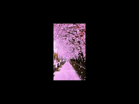 에피톤 프로젝트 - 봄날 벚꽃 그리고 너 | slowed + EQ