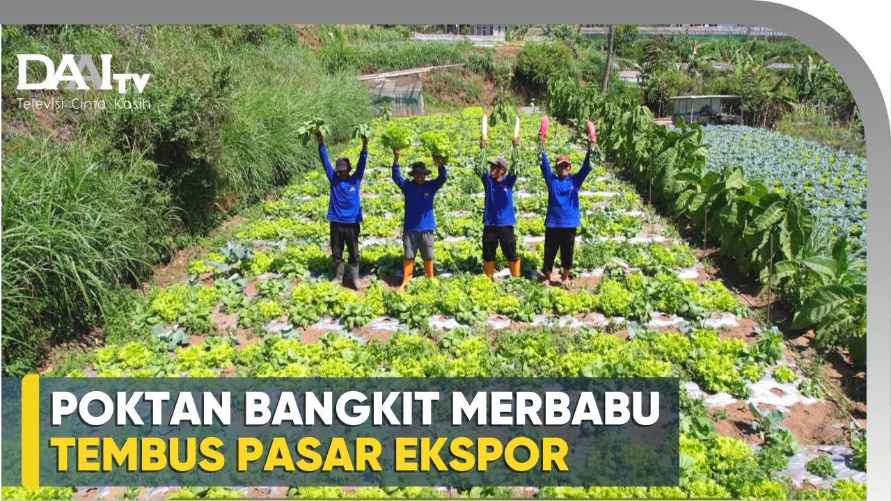 Sayur Organik di Lereng Merbabu, Tembus Pasar Ekspor - Poktan Bangkit Merbabu