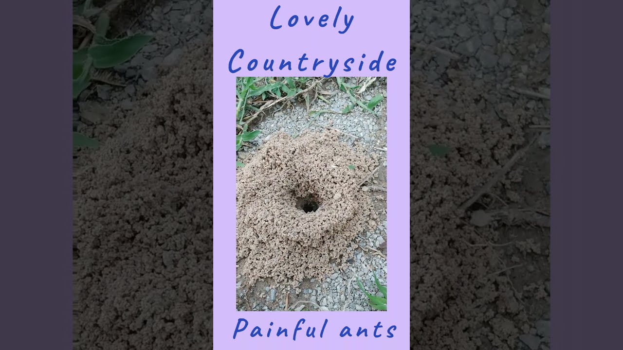 My curious son shows you a black ants nest in Asia🐜🐜🐜