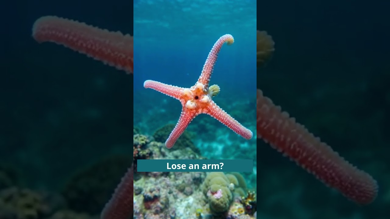 Animals That Can Regrow Body Parts! 🦎