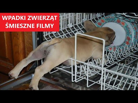 ŚMIESZNE WPADKI i WYPADKI ZWIERZĄT #1 | Komiczne Filmiki | KLUB ŚMIESZNYCH ZWIERZĄT