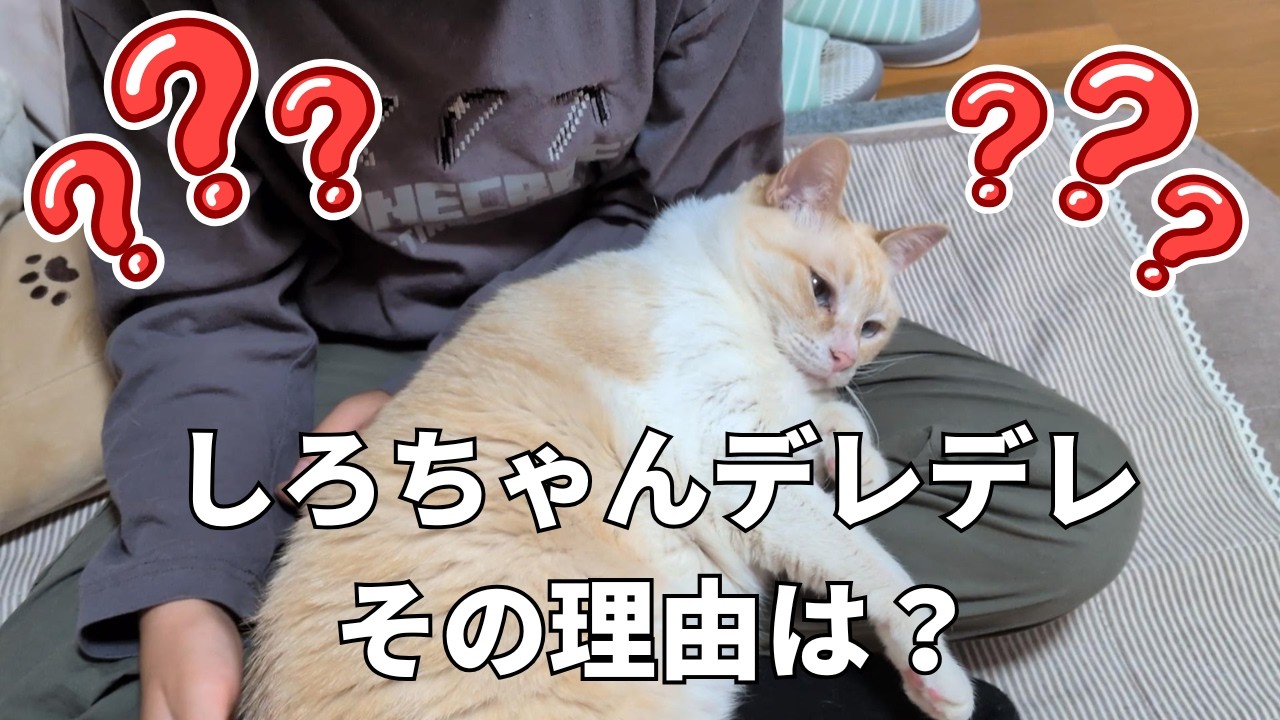 2年越しの友情♡しろちゃんと甥っ子がついに仲良しに