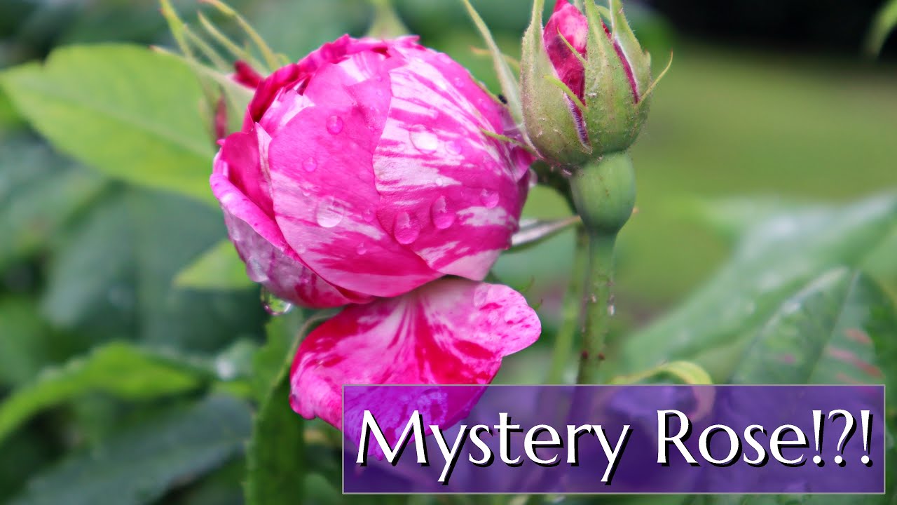 Identify an Unknown (Mystery) Rose - YouTube