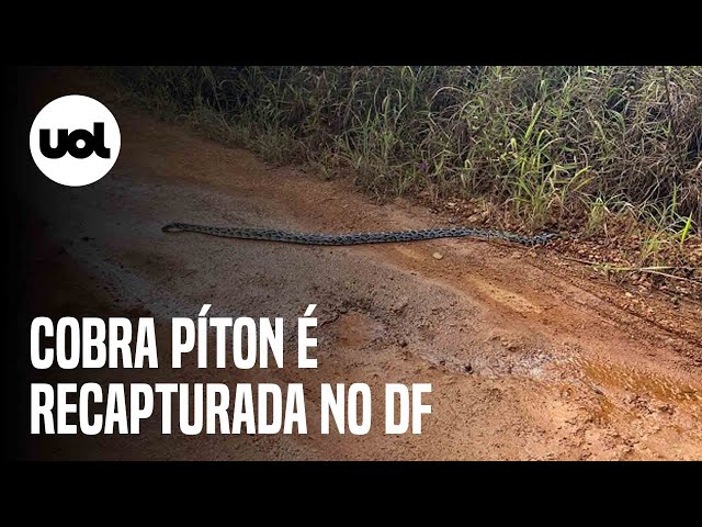 Polícia Militar confunde cobra e solta píton que pode virar praga