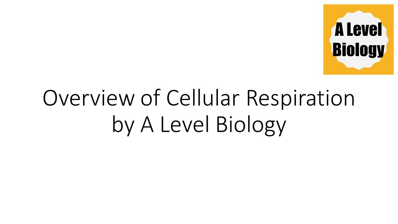 Overview of Cellular Respiration | A Level Biology - YouTube