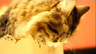 Bonbon The Siberian Cat Marus Long Lost Twin Vs The Box