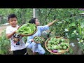 Fresh vegetable around home we can make a wonderful meal for family / Family food cooking