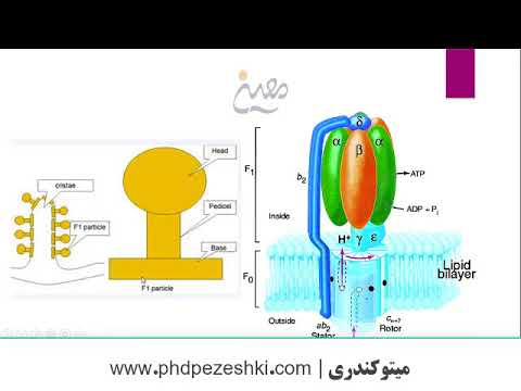 تدریس آنلاین زیست سلولی ومولکولی - مبحث میتوکندری