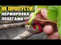 Нормировка кустов винограда побегами 🌱