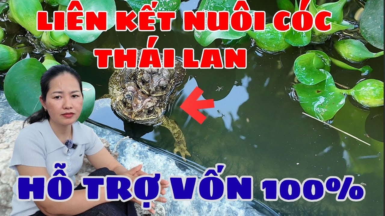 🔥 Liên Kết Nuôi Cóc Thái Lan – Hỗ Trợ Vốn 100% 🔥