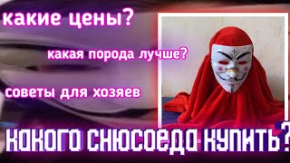 какого снюсоеда купить? рекомендации для хозяев