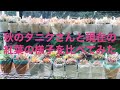 多肉植物の秋の頃と現在の様子を比べてみました