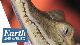 How to catch caiman alligators 🐊  Caiman spotting gets up close and personal on the Amazon river⛵