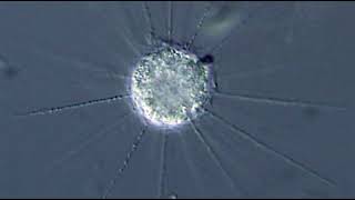 Centroheliozoa | Wikipedia audio article