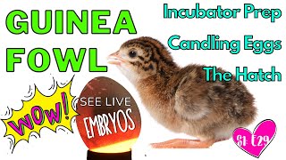 HATCHING EGGS: COMPLETE GUIDE FROM START TO FINISH!