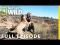 War of the carnivores full episode  worlds deadliest