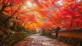 Autumn Maple Path | Japanese Relaxation Music | OTONOWA