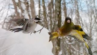 Japanese Tit Goes Wild Attacking Oriental Greenfinches!