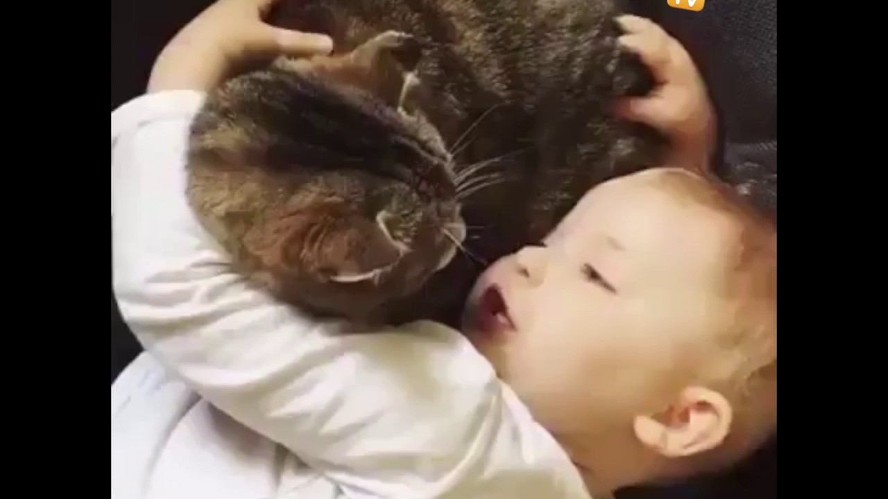 Calin Entre Un Bebe Et Un Chat Youtube