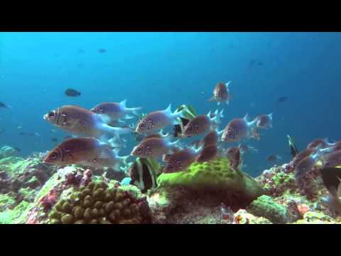 Videó: Maldív-szigetek üdülő Teknős Gyakornok
