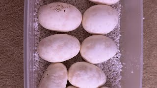 OUR FIRST CLUTCH OF 2024!!!!