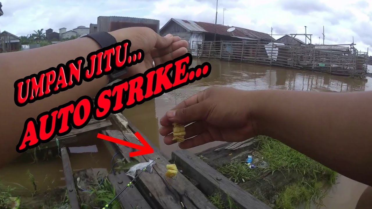 UMPAN JITU MANCING IKAN PATIN LAWANG/IKAN JUARO