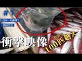 【驚愕】「100kgの冷凍イカ」で釣りしたら魚が飛ぶほど釣れた