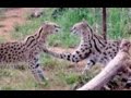 The Serval Ballet Dance | Africa Wild Cats Settle Dispute Through Animation Rather Than A Fight