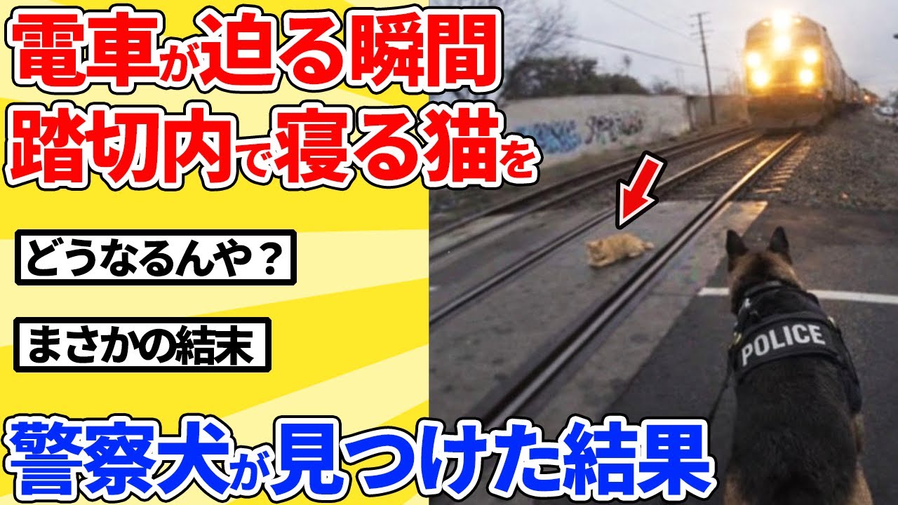 【2ch動物スレ】電車が来てるのに踏切内で爆睡する猫→警察犬が見つけた結果