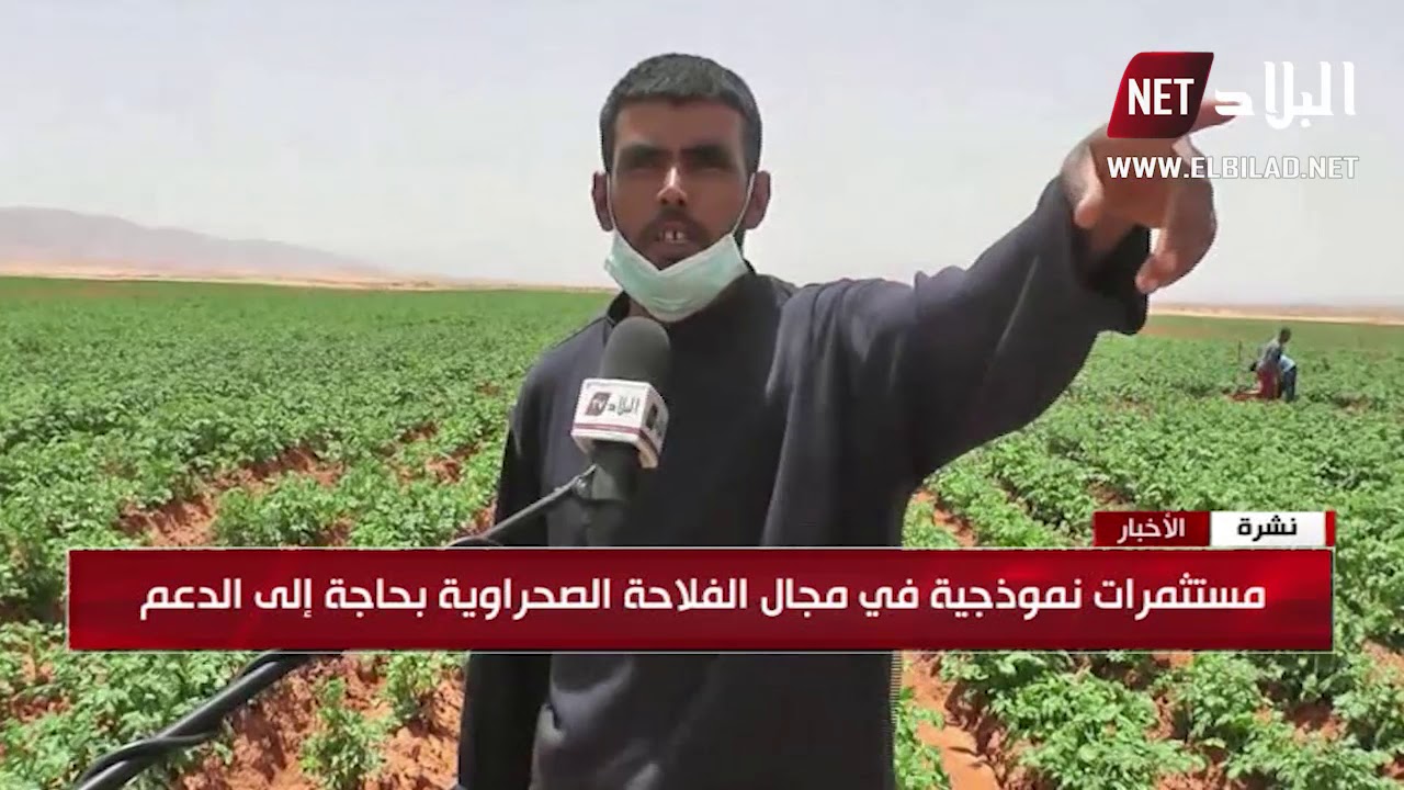 النعامة : الفلاحة الصحراوية تستهوي الشباب رغم المصاعب و العراقيل