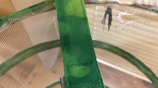 QEA 2nd Grade | Butterflies Day 14