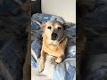 Growing up together... just at different speeds#dogsoftiktok#beforeandafter #aging Song: noahrinker