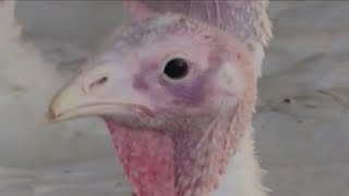 A Dubois County farm has a strain of avian flu