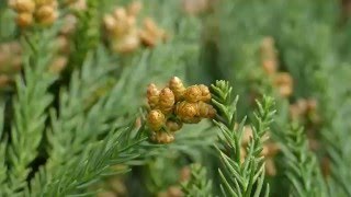 杉の花粉 飛散 花粉症の方、閲覧注意 Cedar Pollen Dispersal - 120fps Slow Motion