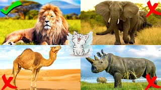 Животные Африки для детей. Викторина и логика для детей. Развивающее видео Учим животных