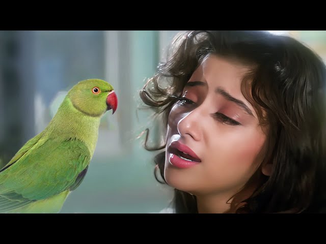 Tota Tota Sajan Se Kehna 4K Video Song | First Love Letter | Lata Mangeshkar | Manisha Koirala class=