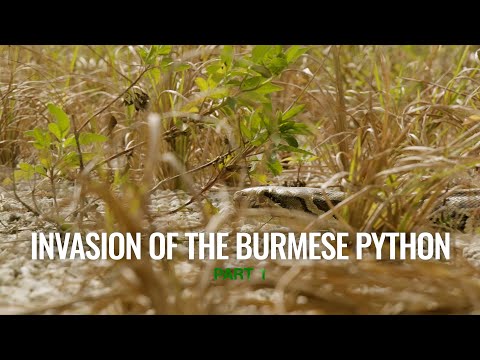 BEHIND THE SCENES: Invasion of The Burmese Python, Part 1